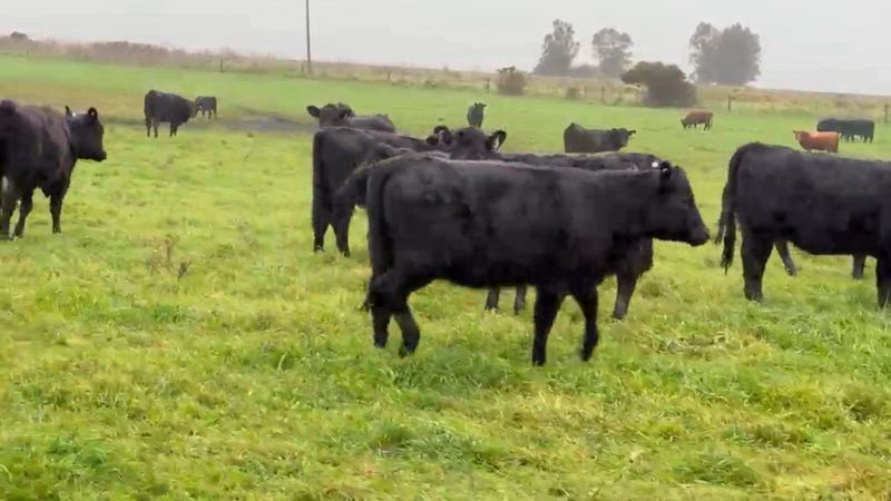 350 Terneras