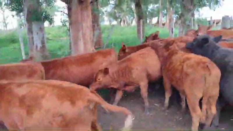 50 Terneros y Terneras