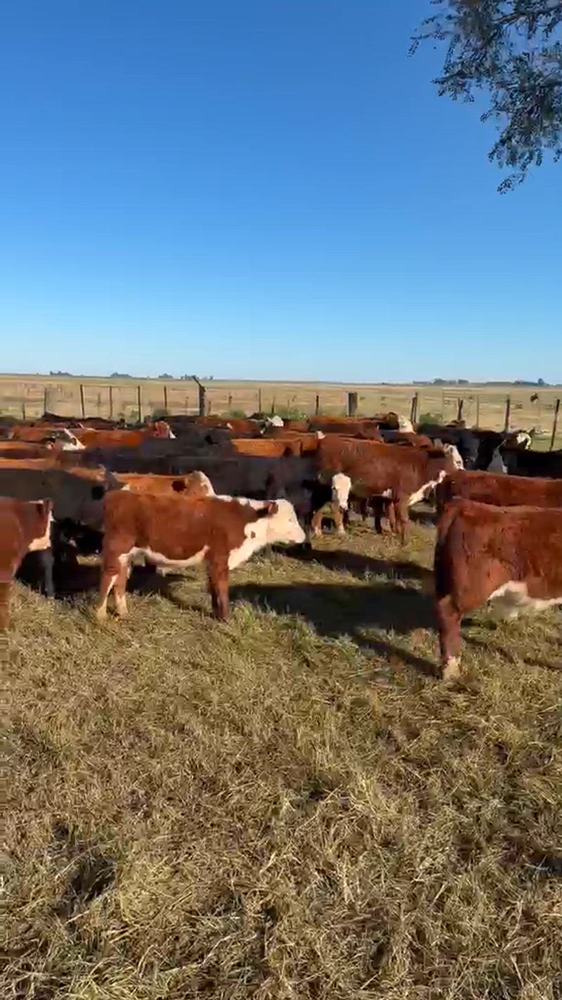 70 Terneros y Terneras