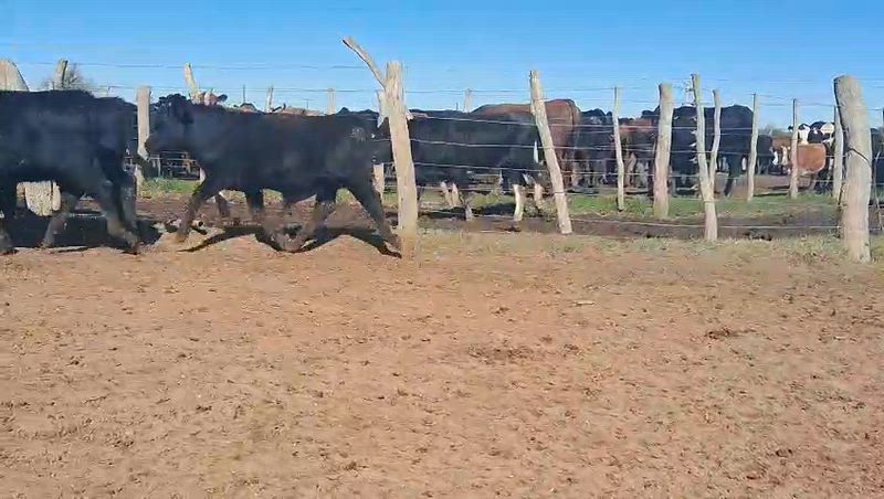 90 Terneros y Terneras