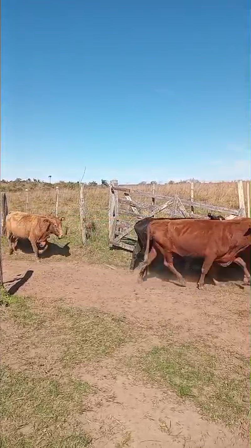 105 Vacas de invernada