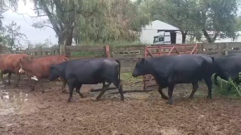 35 Vacas de invernada