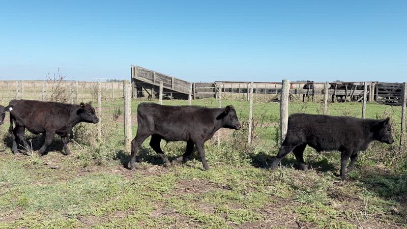 70 Terneros y Terneras