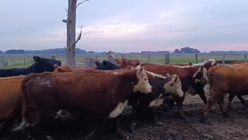 45 Vacas de invernada