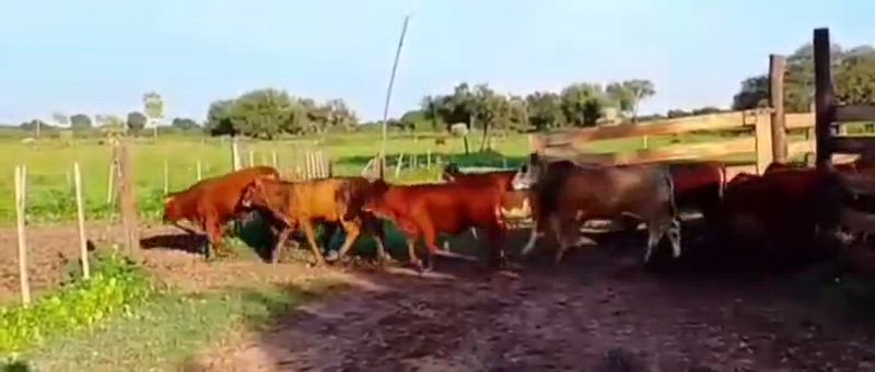 95 Terneros y Terneras