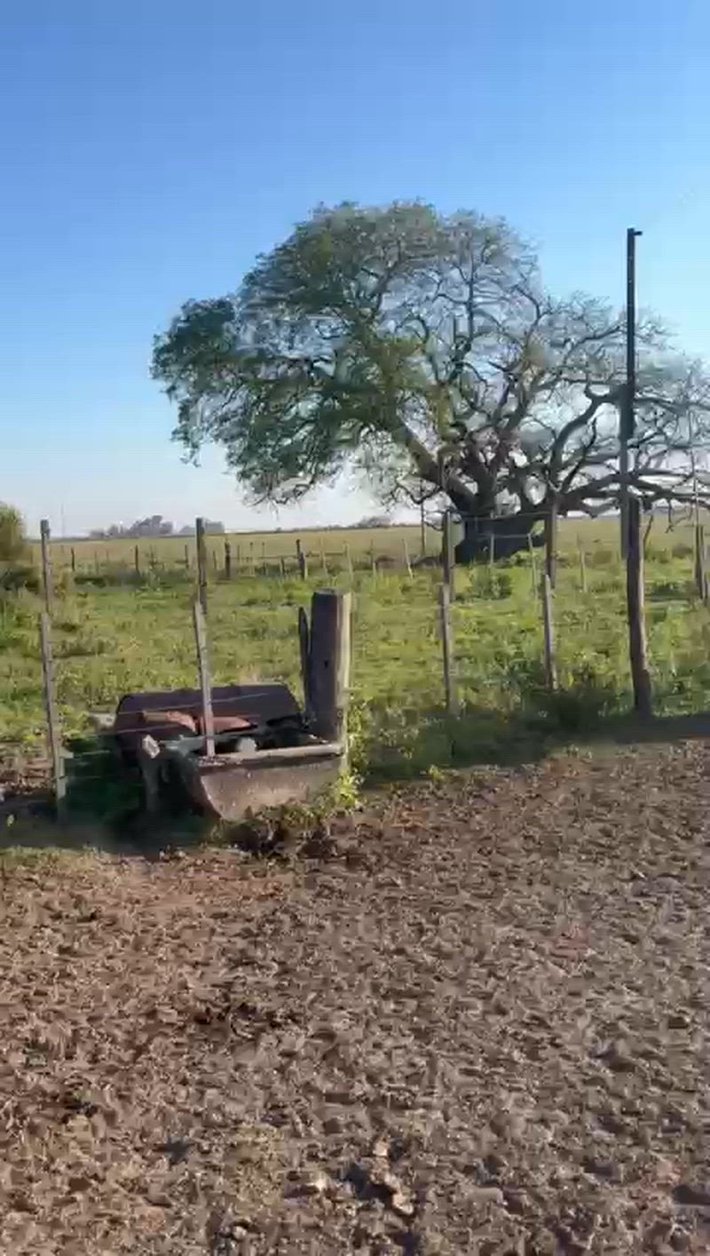 75 Terneros y Terneras