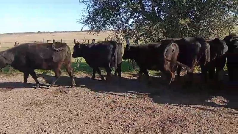 30 Vaquillonas Preñadas