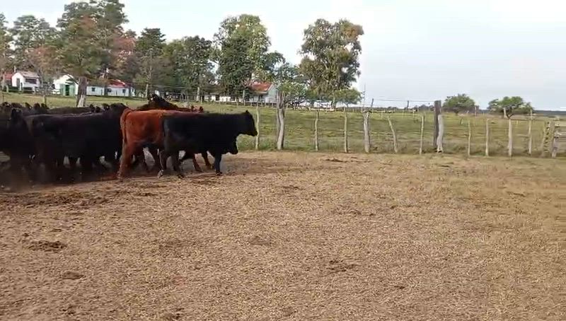 60 Vacas preñadas