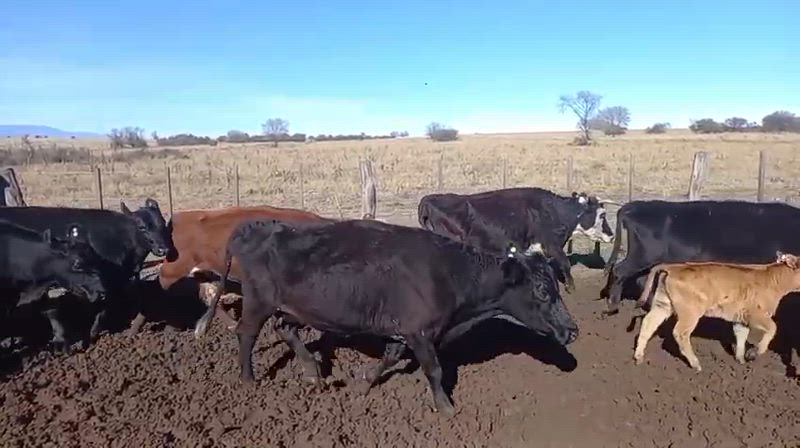 35 Vacas CUT con cría