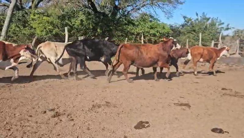 120 Vacas CUT Preñadas