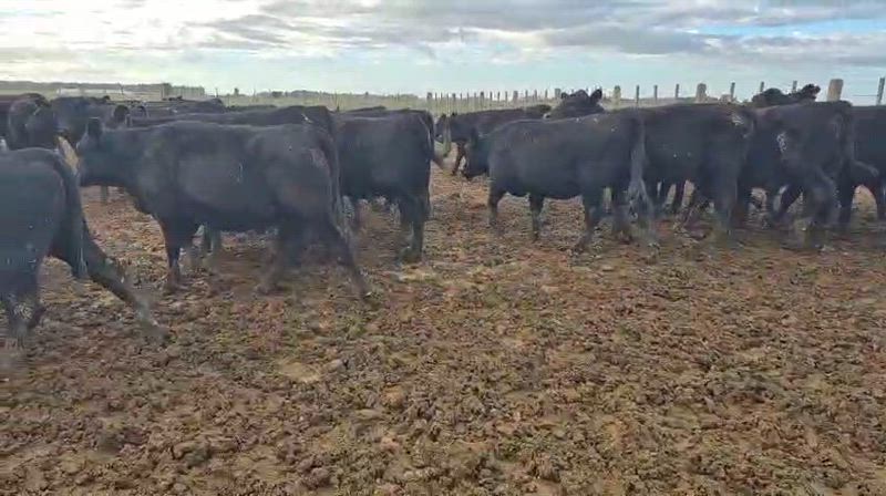 65 Terneros y Terneras