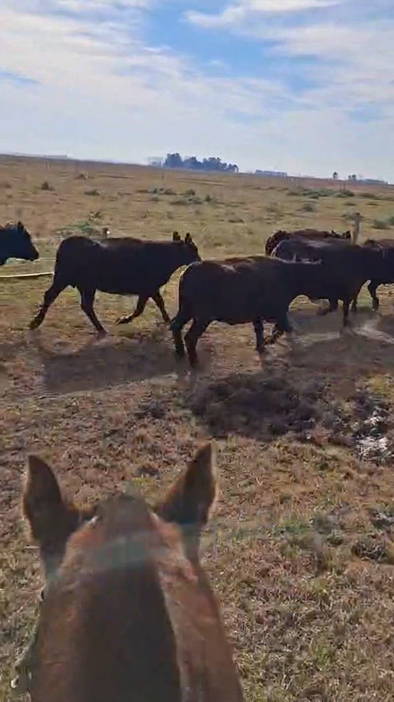 80 Vacas con cría