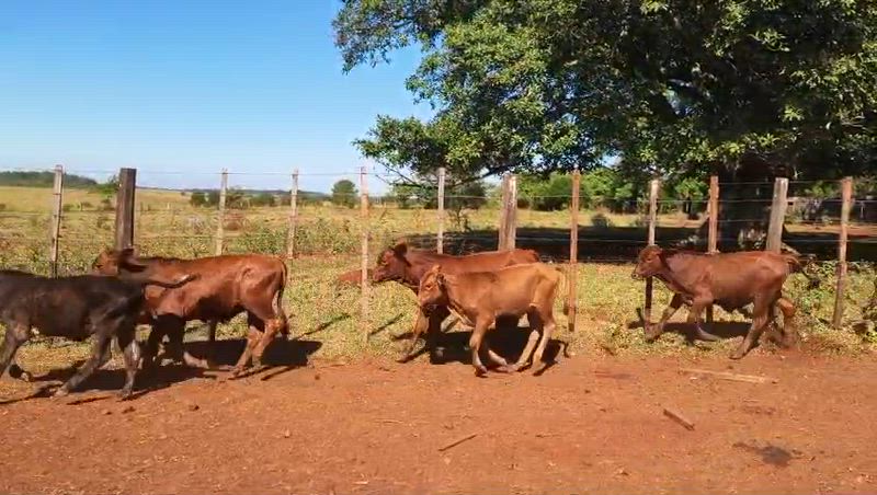 80 Terneros y Terneras