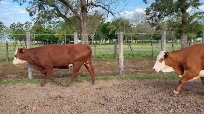 35 Vacas de invernada