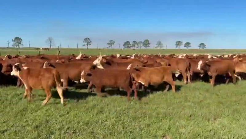 135 Terneros y Terneras