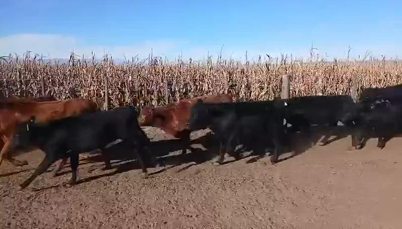120 Terneros y Terneras
