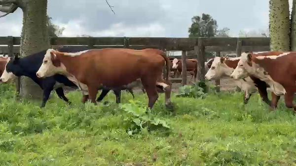 100 Vacas preñadas