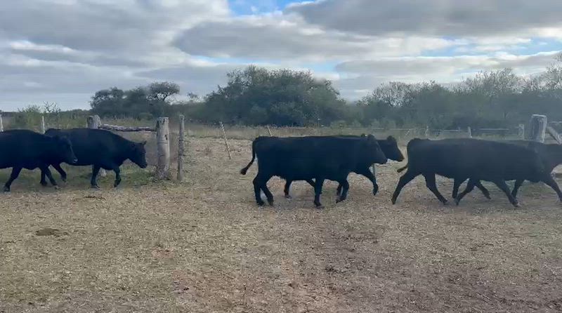 50 Vacas preñadas