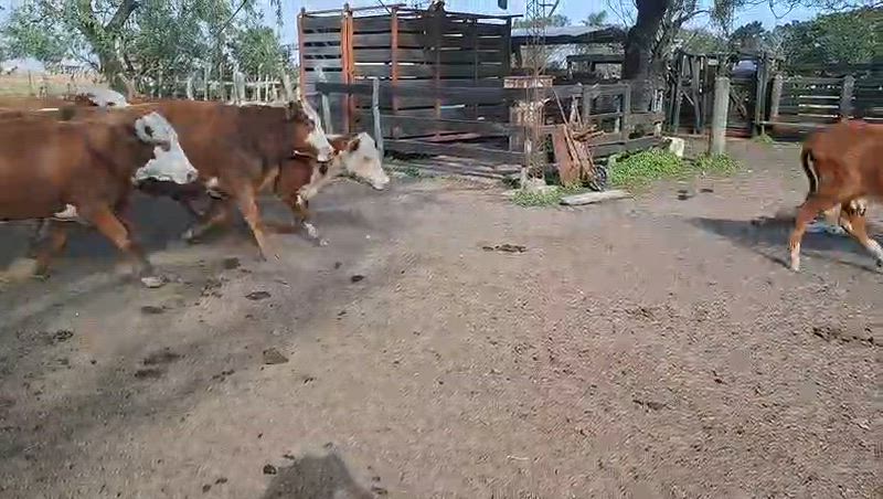 35 Vacas de invernada