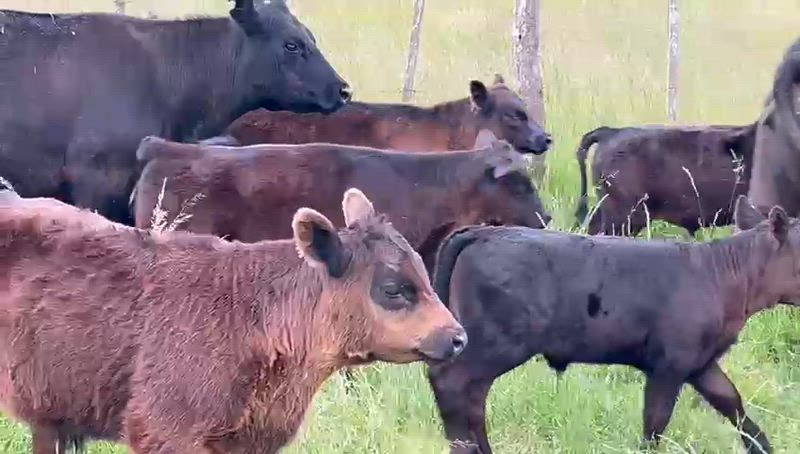 25 Vacas CUT con cría