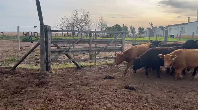 95 Terneros y Terneras