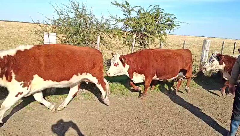 25 Vacas con cría