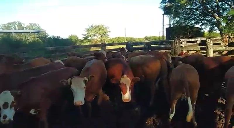 50 Novillitos y Vaquillonas