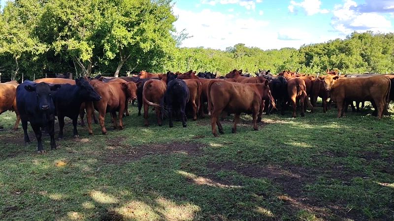 85 Vaquillonas Preñadas