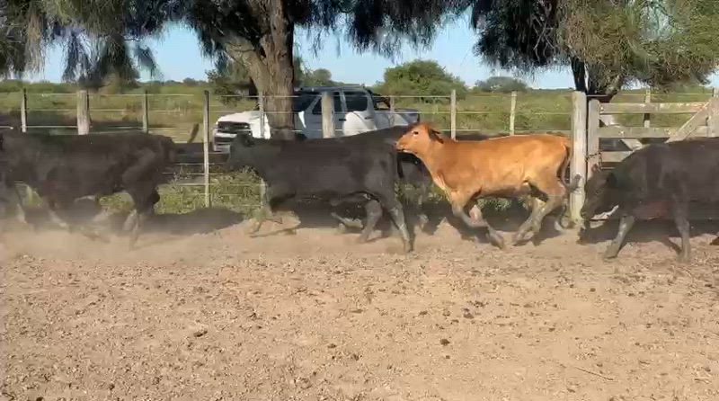 80 Vaquillonas