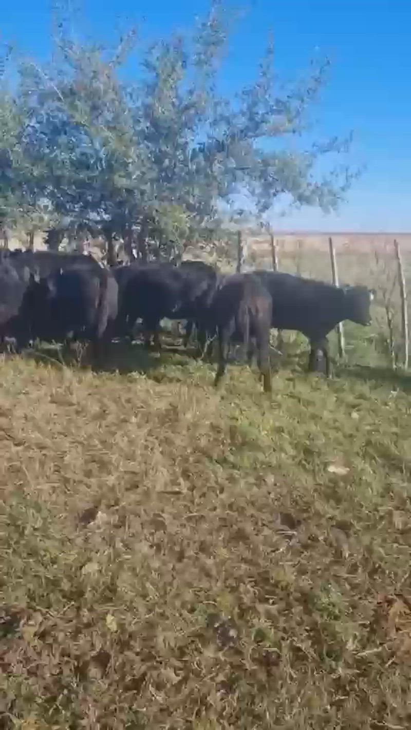 50 Terneros y Terneras
