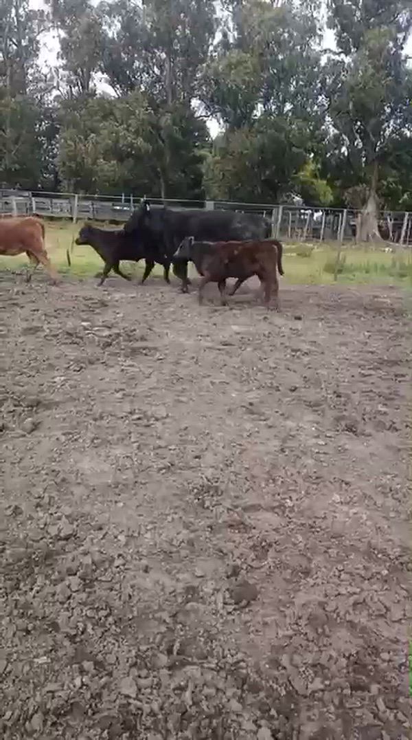 35 Vacas CUT con cría