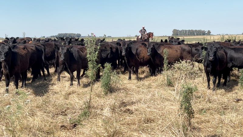 170 Vaquillonas para madre
