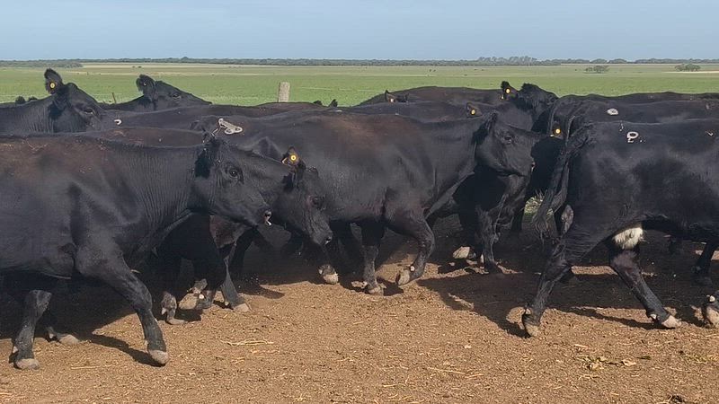 80 Vacas CUT Preñadas