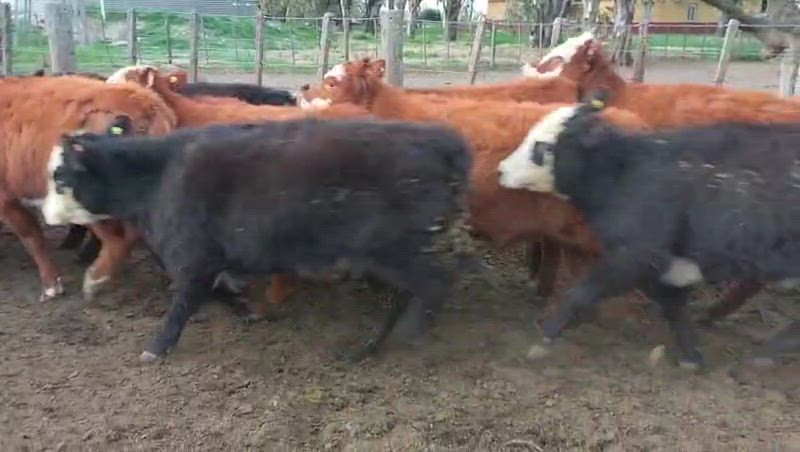 60 Terneras