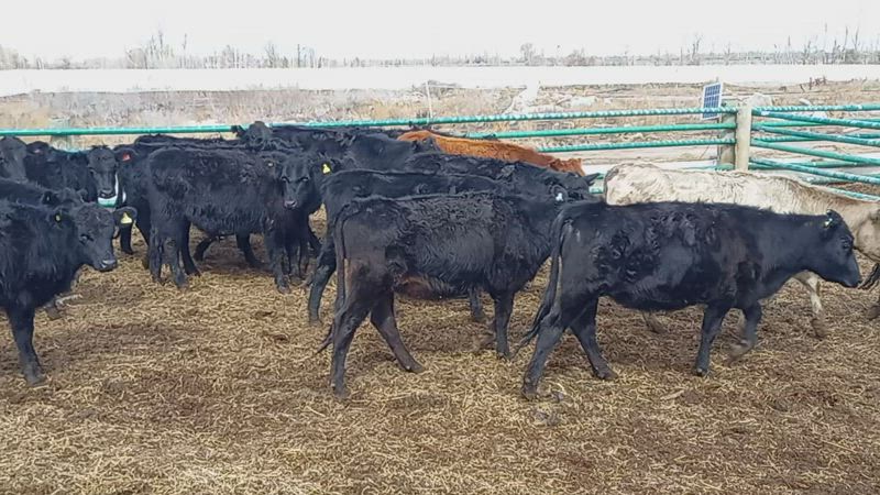 60 Terneros y Terneras Aberdeen Angus Negro de 200kg
