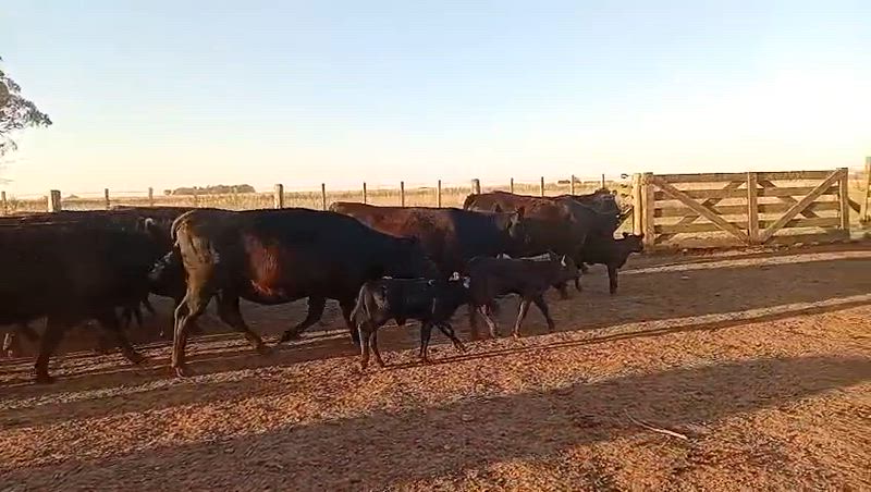 25 Vaquillonas con cría