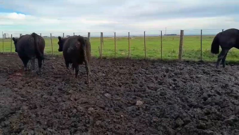35 Vacas preñadas