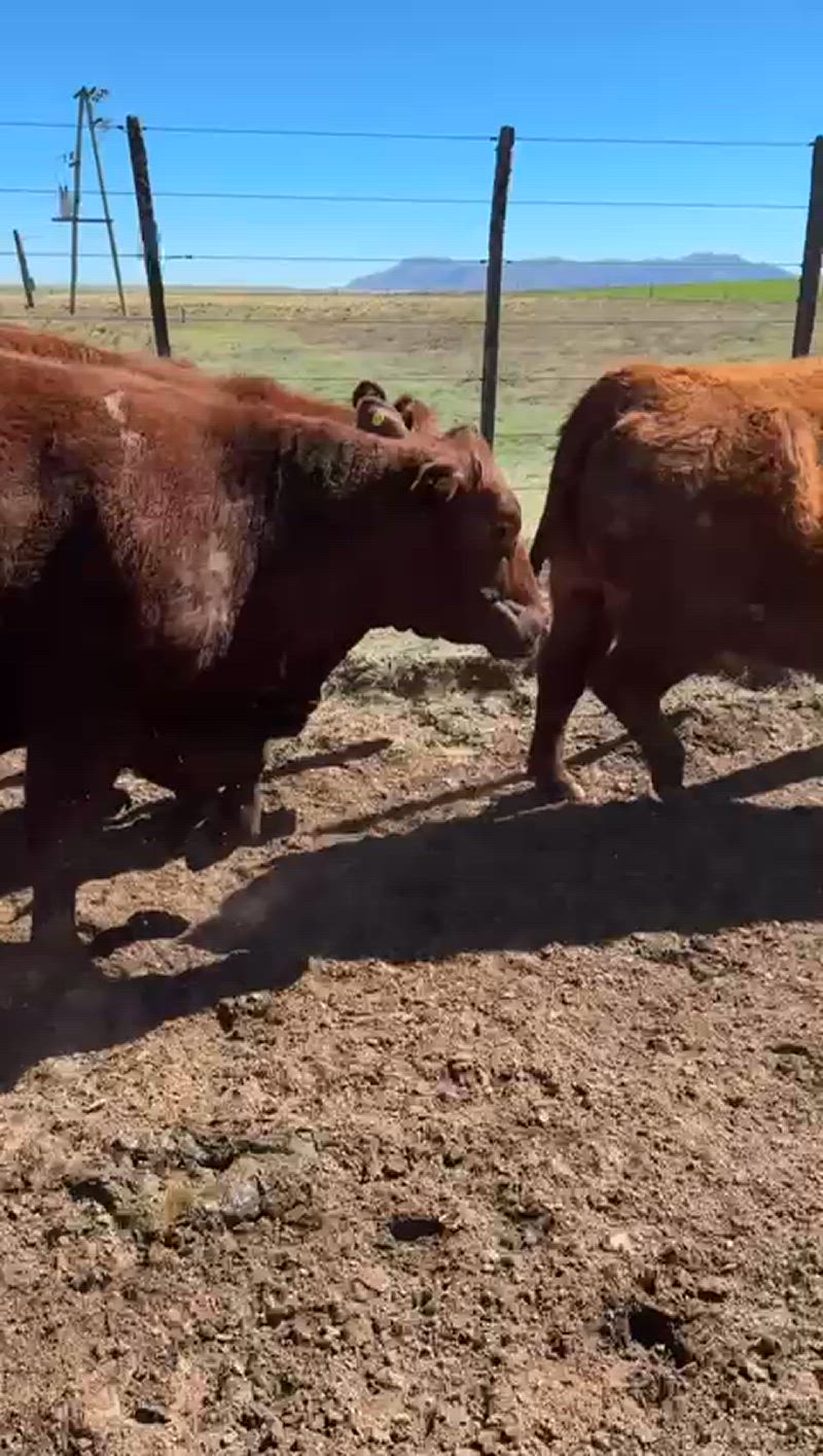 100 Vacas preñadas