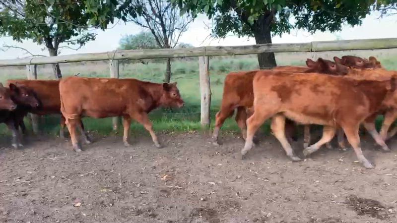 70 Terneros y Terneras