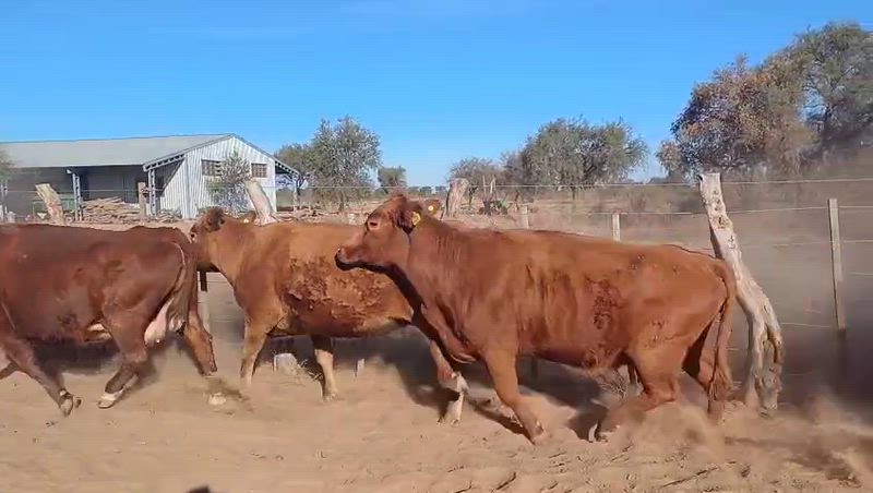 35 Vacas preñadas