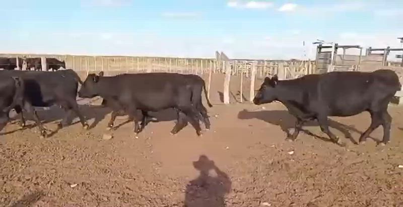 50 Vacas CUT Preñadas