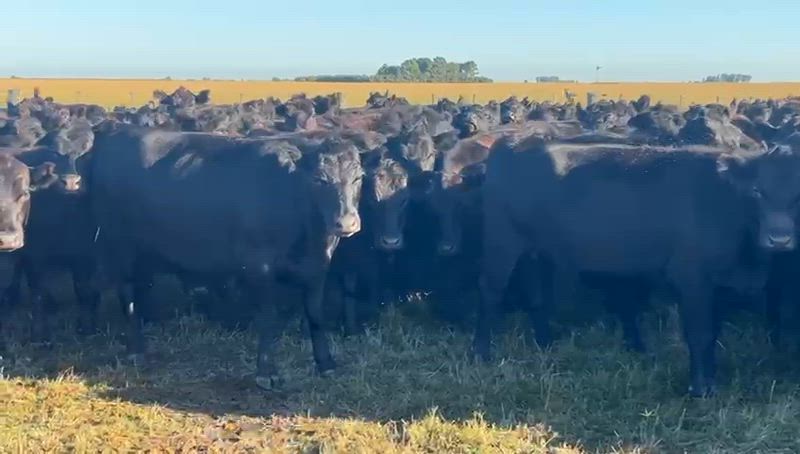 160 Vaquillonas Preñadas