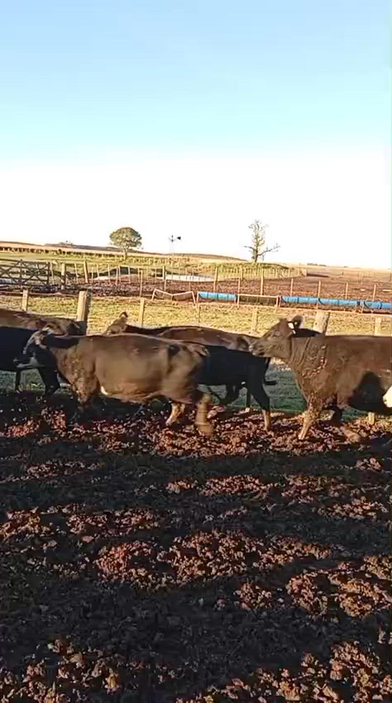 60 Terneros y Terneras