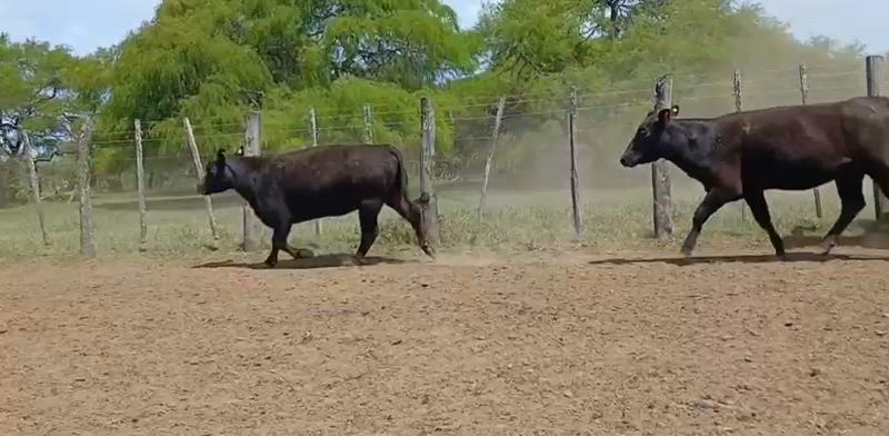 75 Vaquillonas Preñadas