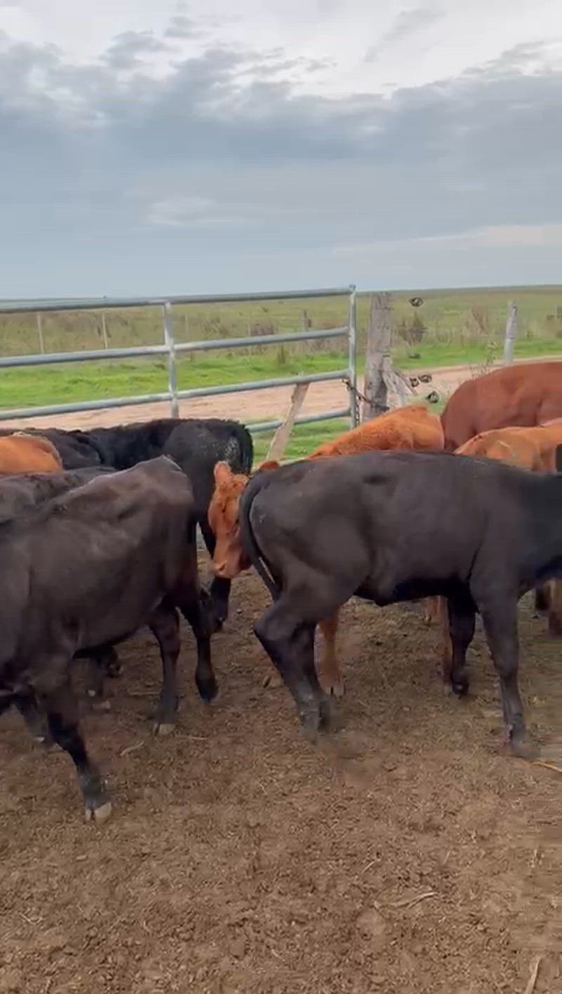 50 Terneros y Terneras