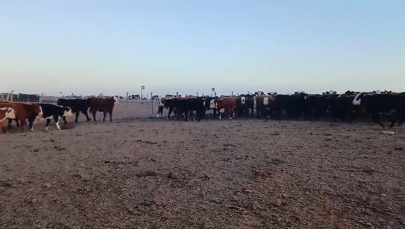 190 Terneros y Terneras
