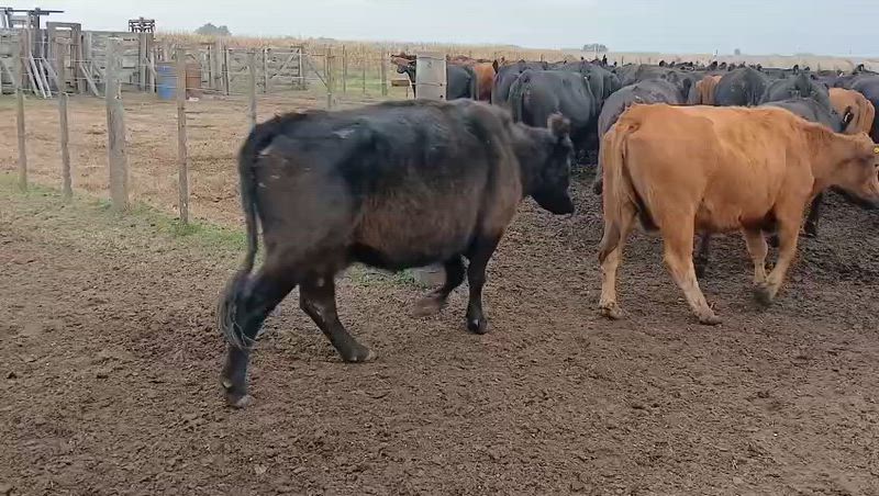 30 Vacas preñadas