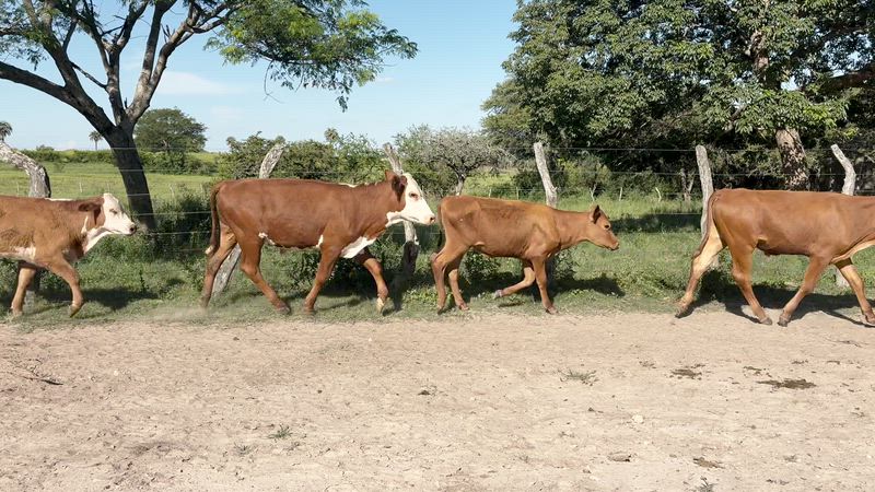 60 Terneros y Terneras