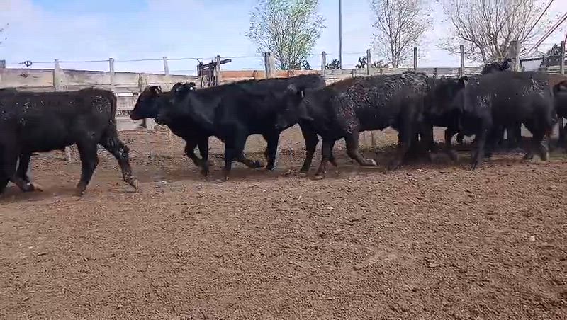 60 Terneros