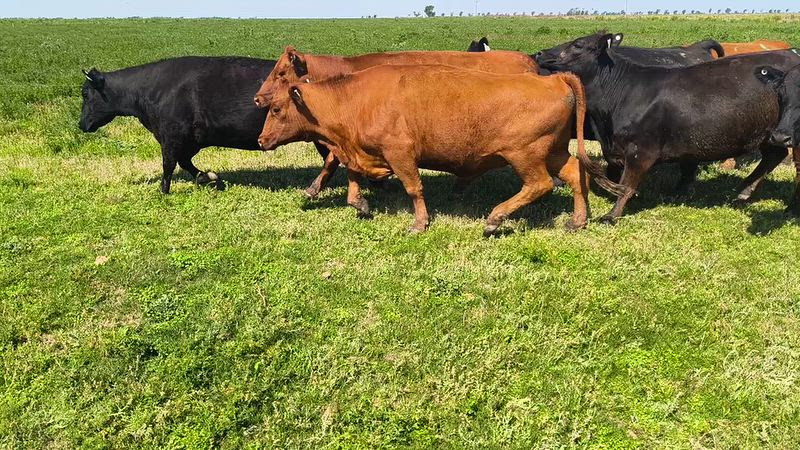 35 Vacas preñadas